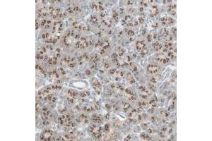Immunohistochemical staining of human pancreas with SEC16A polyclonal antibody  shows cytoplasmic positivity with a granular pattern in exocrine glandular cells at 1:20-1:50 dilution. (SEC16A 抗体)