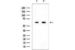 Western blot analysis of lysates from various samples, using PTBP1 Mouse Monoclonal Antibody at 1/1000 dilution.