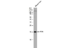 WB Image FIS1 antibody detects FIS1 protein by western blot analysis. (Fission 1 抗体  (full length))