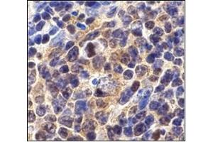 Immunohistochemistry of Survivin in mouse spleen cells with AP30567PU-Nat 10 µg/ml. (Survivin 抗体  (C-Term))