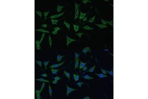 Immunofluorescence analysis of L929 cells using HIBCH antibody (ABIN7265331) at dilution of 1:100. (HIBCH 抗体  (AA 33-330))