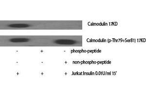 Western Blot (WB) analysis of specific cells using Calmodulin Polyclonal Antibody. (Calmodulin 1 抗体  (Lys12))