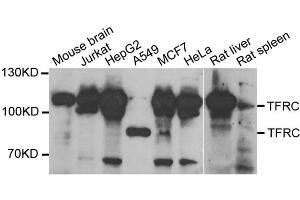 Western blot analysis of extracts of various cell lines, using TFRC antibody. (Transferrin Receptor 抗体  (AA 1-140))