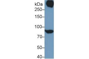 Western Blotting (WB) image for anti-Signal Transducer and Activator of Transcription 3 (Acute-Phase Response Factor) (STAT3) (AA 135-279) antibody (ABIN7444043)