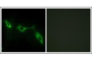 Immunofluorescence analysis of NIH-3T3 cells, using LEG9 Antibody. (Galectin 9 抗体  (Internal Region))