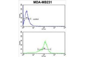 BCL2A1 Antibody (Center) flow cytometric analysis of MDA-MB231 cells (bottom histogram) compared to a negative control cell (top histogram). (BCL2A1 抗体  (Middle Region))