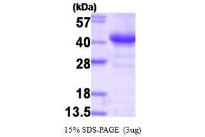 SDS-PAGE (SDS) image for Glycogenin 1 (GYG1) (AA 1-333) protein (HIS-T7) (ABIN667121) (Glycogenin 1 Protein (GYG1) (AA 1-333) (HIS-T7))