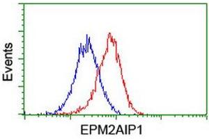 Flow cytometric Analysis of Hela cells, using anti-EPM2AIP1 antibody (ABIN2453873), (Red), compared to a nonspecific negative control antibody, (Blue). (EPM2AIP1 抗体)