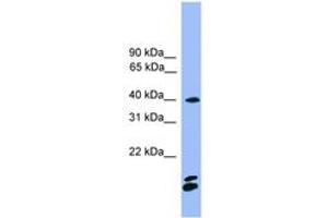 Image no. 1 for anti-Nuclear Factor of Activated T-Cells, Cytoplasmic, Calcineurin-Dependent 1 (NFATC1) (AA 201-250) antibody (ABIN6745329) (NFATC1 抗体  (AA 201-250))