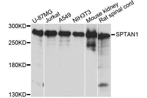 SPTAN1 抗体  (AA 950-1130)