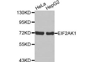 Western Blotting (WB) image for anti-Eukaryotic Translation Initiation Factor 2-alpha Kinase 1 (EIF2AK1) antibody (ABIN1872476) (EIF2AK1 抗体)