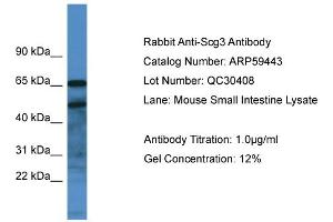 Western Blotting (WB) image for anti-Secretogranin III (SCG3) (C-Term) antibody (ABIN2788069)