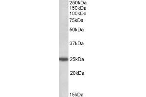 ABIN571211 (0. (ARHGDIG 抗体  (C-Term))