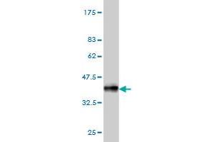 Western Blot detection against Immunogen (36. (CPNE1 抗体  (AA 111-210))