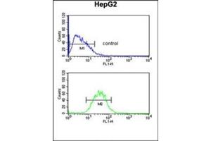 Flow Cytometry (FACS) image for anti-PRP38 Pre-mRNA Processing Factor 38 (Yeast) Domain Containing A (PRPF38A) (AA 283-312), (C-Term) antibody (ABIN954326)