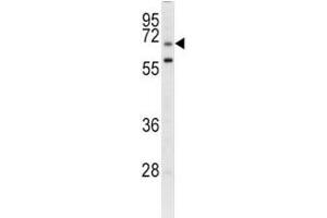 Western Blotting (WB) image for anti-Leucine Rich Repeat Containing 32 (LRRC32) (AA 234-260) antibody (ABIN3028542)