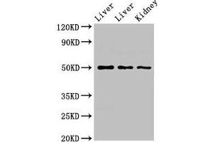 Western Blot Positive WB detected in: Rat liver tissue, Mouse liver tissue, Mouse kidney tissue All lanes: TPST1 antibody at 2. (TPST1 抗体  (AA 283-370))