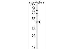 FUS Antibody (C-term) (ABIN654146 and ABIN2844013) western blot analysis in mouse cerebellum tissue lysates (15 μg/lane). (FUS 抗体  (C-Term))
