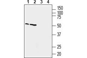Western blot analysis of rat brain membranes (lanes 1 and 3) and mouse lung lysate (lanes 2 and 4):1,2.