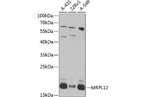 Western blot analysis of extracts of various cell lines, using MRPL12 antibody (ABIN6128293, ABIN6144004, ABIN6144005 and ABIN6224337) at 1:1000 dilution. (MRPL12 抗体  (AA 1-198))