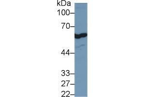 Detection of FOXP3 in Human Jurkat cell lysate using Polyclonal Antibody to Forkhead Box P3 (FOXP3)