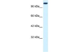 KIF3C antibody used at 0. (KIF3C 抗体  (Middle Region))