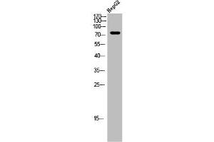 Western Blot analysis of HEPG2 cells using ARALAR Polyclonal Antibody (SLC25A12 抗体  (Internal Region))