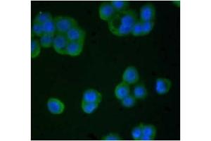 Immunofluorescence (IF) image for anti-TIMP Metallopeptidase Inhibitor 4 (TIMP4) antibody (ABIN371661) (TIMP4 抗体)
