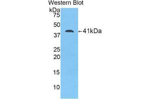 Western Blotting (WB) image for anti-Lipocalin 12 (LCN12) (AA 61-184) antibody (ABIN1859627) (LCN12 抗体  (AA 61-184))