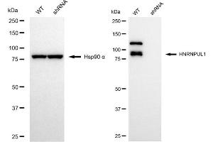 Western blotting analysis using HNRNPUL1 antibody (ABIN7798903).