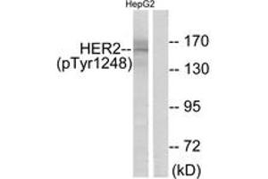 Western blot analysis of extracts from HepG2 cells treated with PMA 125ng/ml 30', using HER2 (Phospho-Tyr1248) Antibody. (ErbB2/Her2 抗体  (pTyr1248))