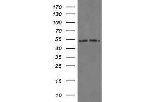 Image no. 6 for anti-Proteasome Subunit alpha 6 (PSMA6) antibody (ABIN1500469) (PSMA6 抗体)