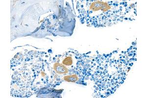 Immunohistochemistry (IHC) image for anti-Transforming Growth Factor, beta 1 (TGFB1) (AA 325-375) antibody (ABIN7449529) (Recombinant TGFB1 抗体  (AA 325-375))