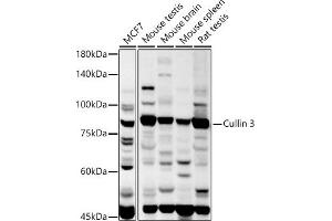 Western blot analysis of extracts of various cell lines, using Cullin 3 antibody (ABIN3021379, ABIN3021380, ABIN3021381, ABIN1512794 and ABIN6214975) at 1:1000 dilution. (Cullin 3 抗体  (AA 569-768))