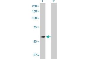 Western Blot analysis of CNDP2 expression in transfected 293T cell line by CNDP2 MaxPab polyclonal antibody. (CNDP2 抗体  (AA 1-475))