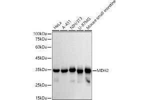 Western blot analysis of extracts of various cell lines, using MDH2 antibody (ABIN7268381) at 1:500 dilution. (MDH2 抗体)