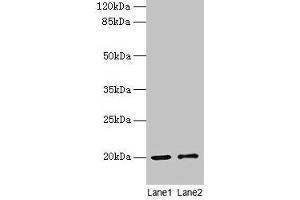Western blot All lanes: COX4I1 antibody at 10 μg/mL Lane 1: Rat muscle tissue Lane 2: Zebrafish lysate Secondary Goat polyclonal to rabbit IgG at 1/10000 dilution Predicted band size: 20 kDa Observed band size: 20 kDa (COX IV 抗体  (Isoform 1))