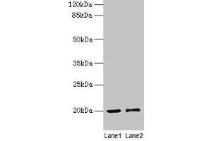 Western Blotting (WB) image for anti-Cytochrome C Oxidase Subunit IV Isoform 1 (COX4I1) (AA 23-169), (Isoform 1) antibody (ABIN7149162)