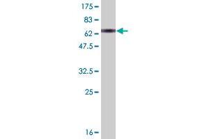 Western Blot detection against Immunogen (73. (AHCY 抗体  (AA 1-432))