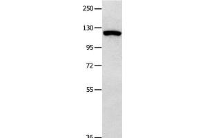 Western Blot analysis of 823 cell using MVP Polyclonal Antibody at dilution of 1:350 (MVP 抗体)