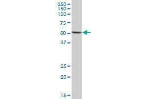 PNLIP MaxPab polyclonal antibody. (PNLIP 抗体  (AA 1-465))
