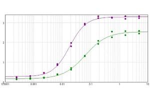 ELISA results of purified Monoclonal anti-HbC antibody tested against BSA-conjugated peptide of HbC peptide. (Hemoglobin Subunit beta-C (LOC100134870) (N-Term) 抗体)