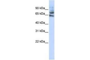 Image no. 1 for anti-Multiple C2 Domains, Transmembrane 1 (MCTP1) (AA 468-517) antibody (ABIN6743301) (MCTP1 抗体  (AA 468-517))