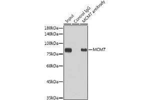 Immunoprecipitation analysis of 300 μg extracts of HeLa cells using 3 μg MCM7 antibody (ABIN7268544). (MCM7 抗体)