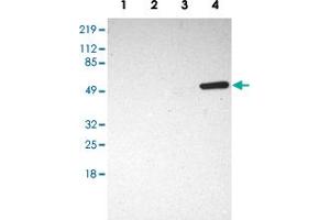 Western blot analysis of Lane 1: RT-4, Lane 2: U-251MG sp, Lane 3: A-431, Lane 4: Human liver with SH2D4A polyclonal antibody  at 1:250-1:500 dilution. (SH2D4A 抗体)
