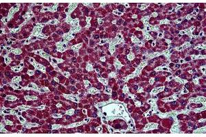 Human Liver: Formalin-Fixed, Paraffin-Embedded (FFPE) (Prohibitin 2 抗体  (Tyr128))