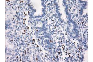 Image no. 2 for anti-Signal Transducer and Activator of Transcription 4 (STAT4) antibody (ABIN1501179) (STAT4 抗体)