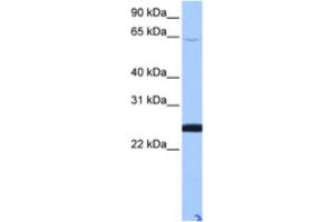 Western Blotting (WB) image for anti-Zinc Finger Protein 570-like (LOC344065) antibody (ABIN2463395) (ZFP 570-like 抗体)