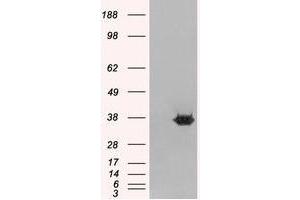 Image no. 2 for anti-Mortality Factor 4 Like 2 (MORF4L2) (N-Term) antibody (ABIN374201) (MORF4L2 抗体  (N-Term))