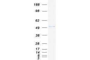 Western Blotting (WB) image for Vacuolar Protein Sorting 4 Homolog B (vps4b) protein (Myc-DYKDDDDK Tag) (ABIN2735432)